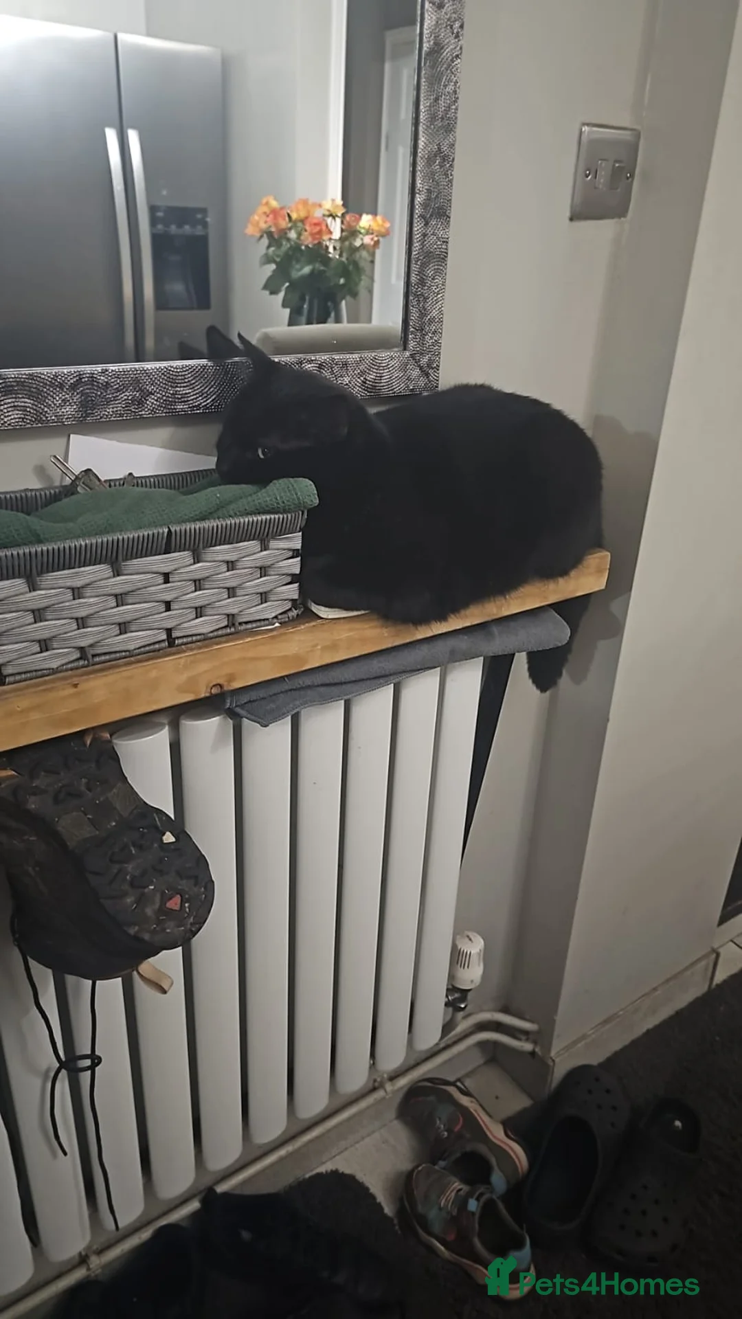 Mixed Breed cats for sale: Male cat - Advert 2