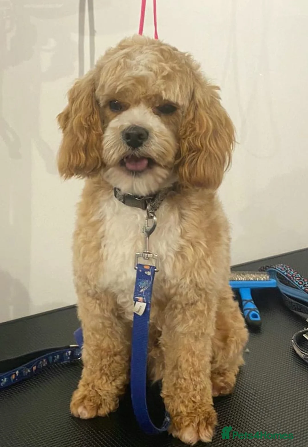 Cavapoo dogs for sale: Miniature cavapoos  - Advert 13