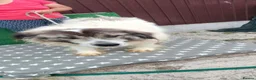 Mixed Breed dogs for adoption: 🐶Meet haiduc, one big fluffball 😍 - Advert 5