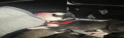Siberian Husky dogs for sale: Pedigree Siberian Husky Puppies - Advert 4