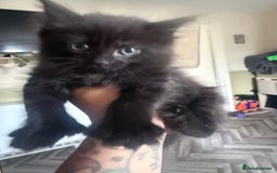 British Longhair cats for sale: 1 long fur polydactyl male kitten  - Image 3