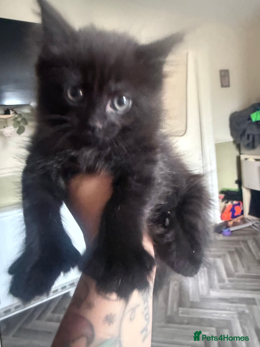 British Longhair cats for sale: 1 long fur polydactyl male kitten  - Image 3