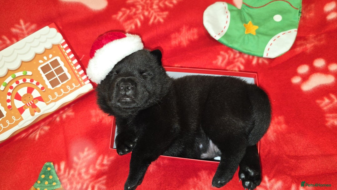 Mixed Breed dogs for sale: Chaffy puppies - Advert 20