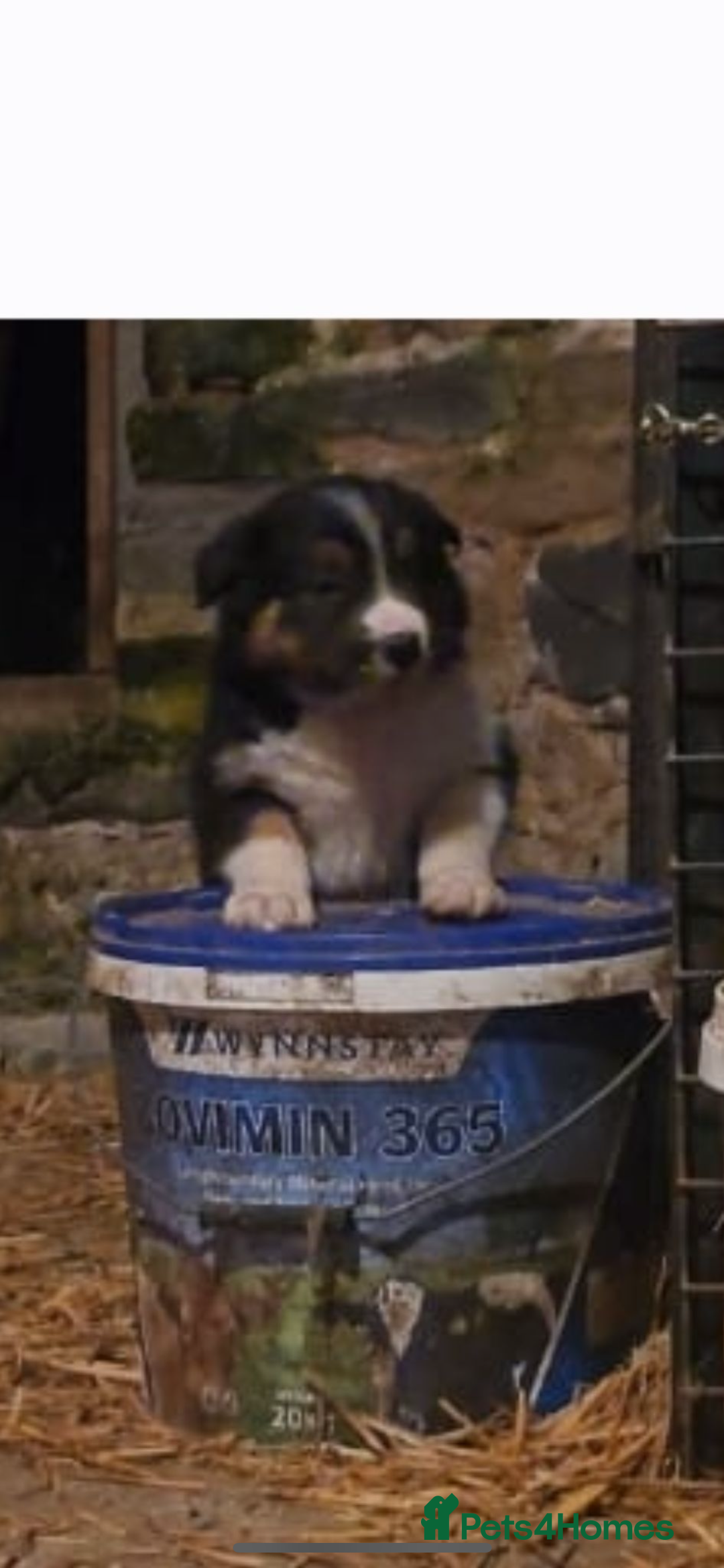 Border Collie dogs for sale: 3 stunning collie boy pups  - Advert 3