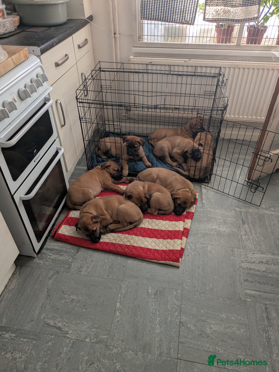 Belgian Shepherd Dog dogs for sale: Belgian Shepherd - Malinois  - Advert 3