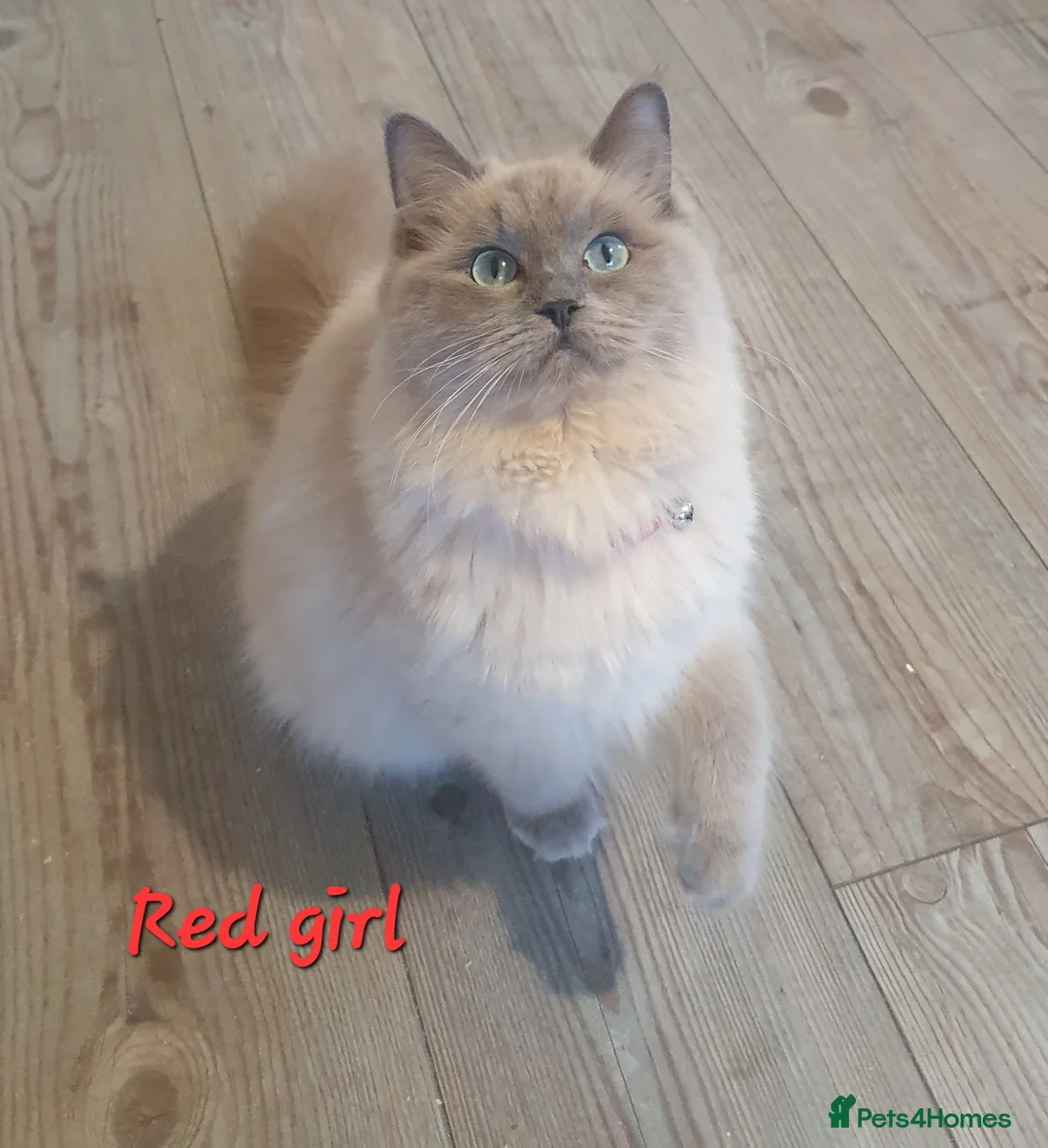Ragdoll cats for sale: Sweet&Playful ragdolls - Advert 31