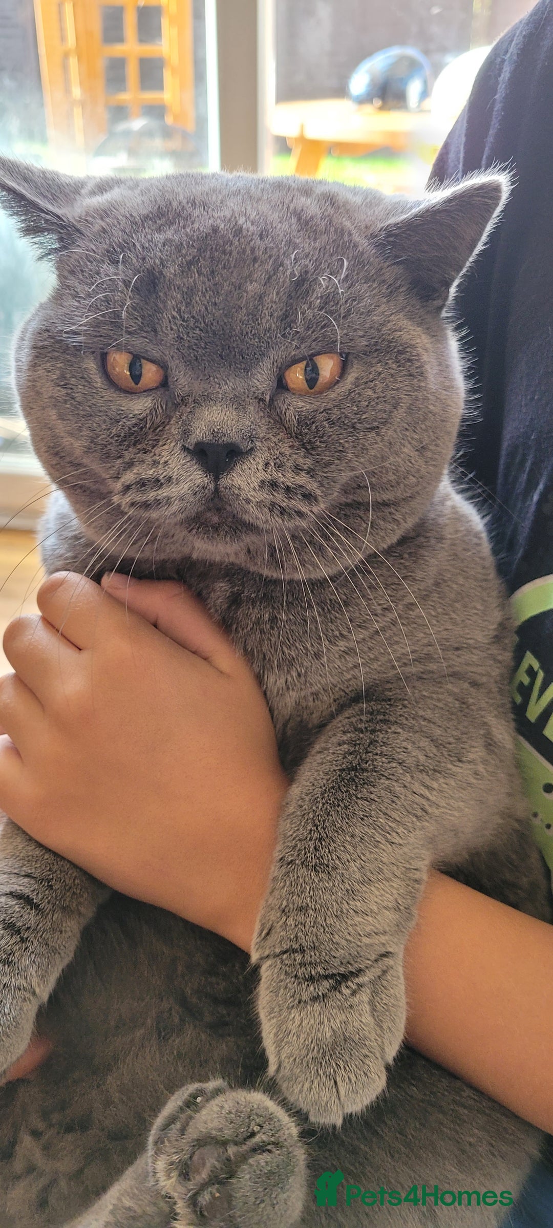 British Shorthair cats for stud: British Boy ❤️  - Image 5