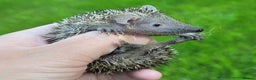 Pygmy Hedgehog rodents for sale: Lesser Tenrecs unsexed and DNA sexed female - Advert 8