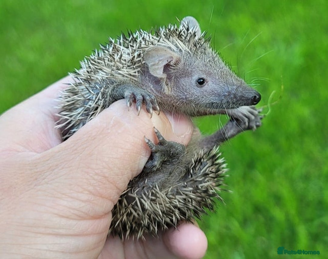 Pygmy Hedgehog rodents for sale: Lesser Tenrecs unsexed and DNA sexed female - Advert 8