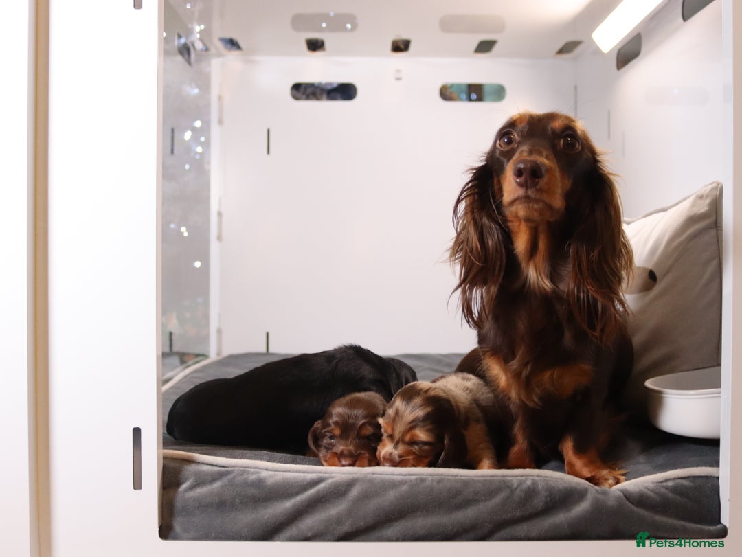 Miniature Dachshund dogs for sale: Exceptional miniature longhaired dachshunds  - Advert 5