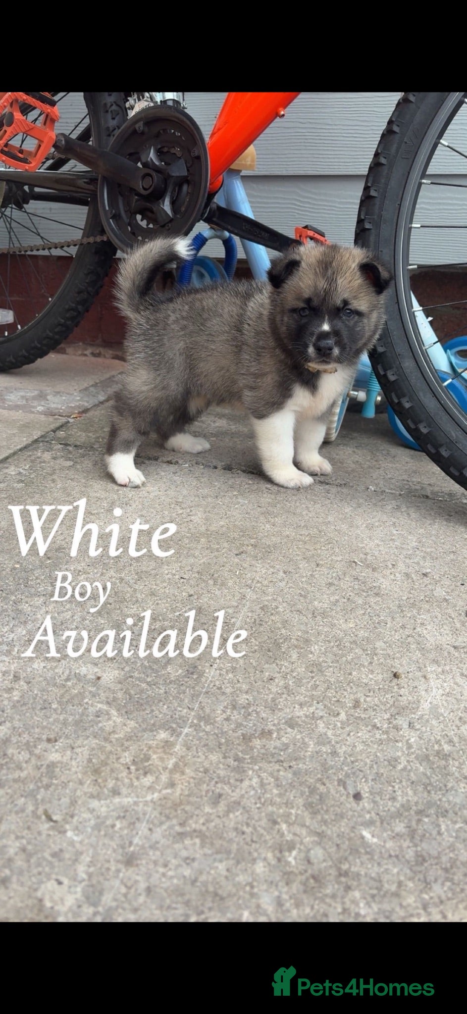 Akita dogs Akita pups 2 males left  - Advert 2