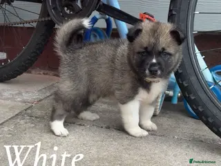 Akita dogs Akita pups 2 males left - Advert 2