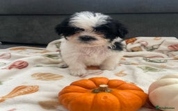 Mixed Breed dogs for sale: Maltese cross La Chon puppies  - Image 30