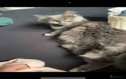 British Longhair cats for sale: Grey Female British Long Hair - Image 3