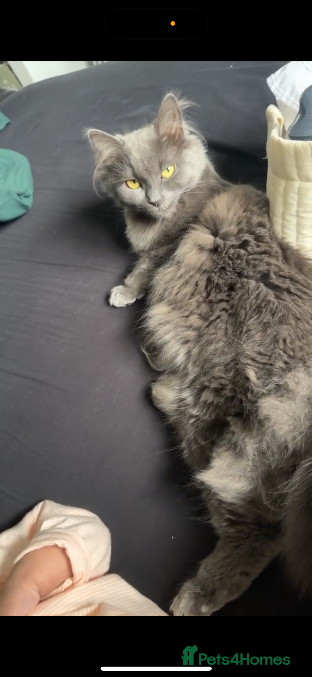 British Longhair cats for sale: Grey Female British Long Hair - Image 3