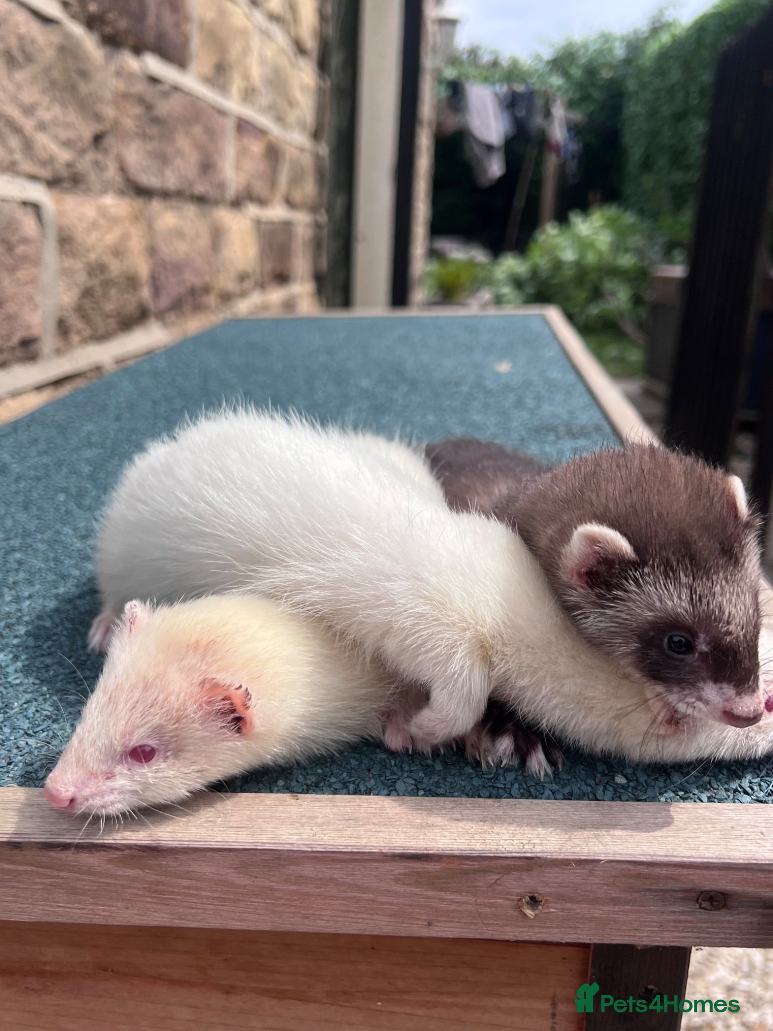 Ferret rodents     Lovely Ferret Trios Looking for New Homes - Advert 2