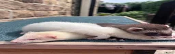 Ferret rodents for sale:     Lovely Ferret Trios Looking for New Homes - Advert 2