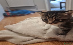 Mixed Breed cats for sale: Mixed colour kittens  - Image 17