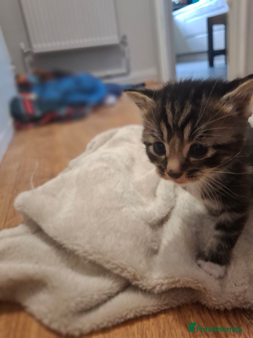 Mixed Breed cats for sale: Mixed colour kittens  - Image 17