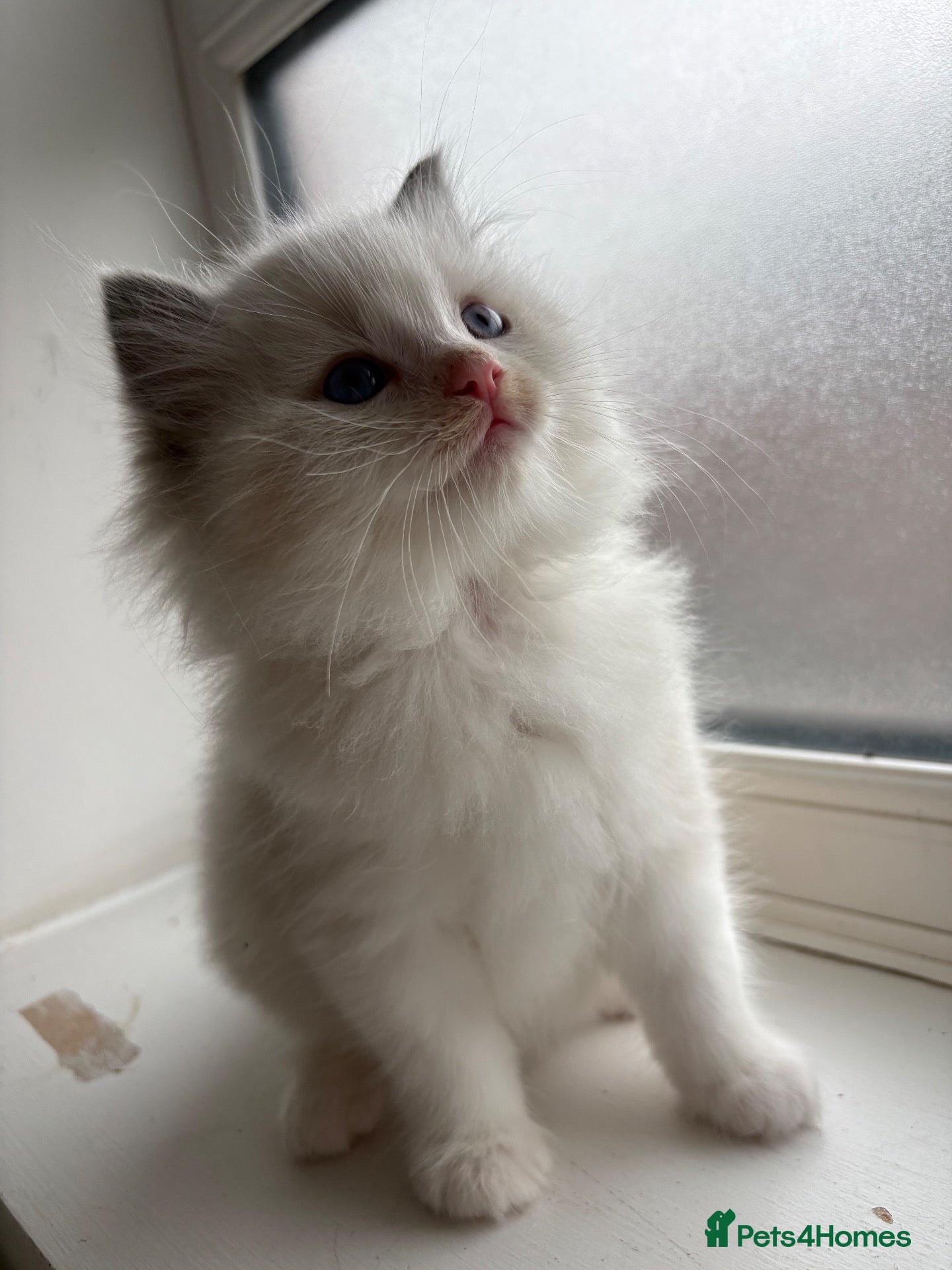 Ragdoll cats Last little boy left - Advert 8