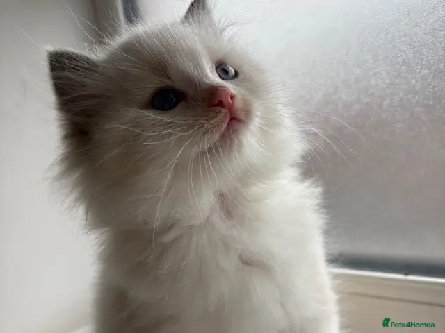 Ragdoll cats Last little boy left - Advert 16