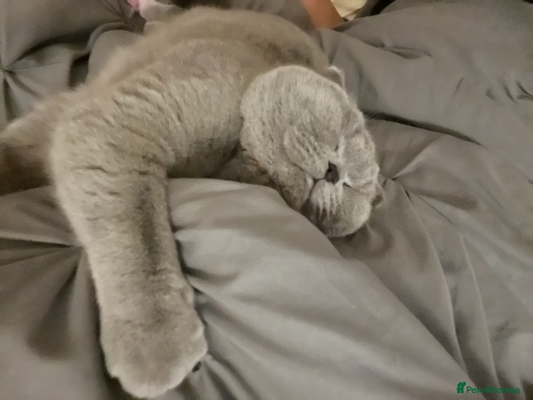 British Shorthair cats for stud: Looking for Stud service that can come to my queen - Advert 5
