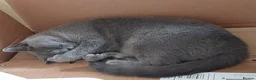 British Shorthair cats for sale: Breeding Queen pure blood British Shorthair in Cardigan - Advert 5