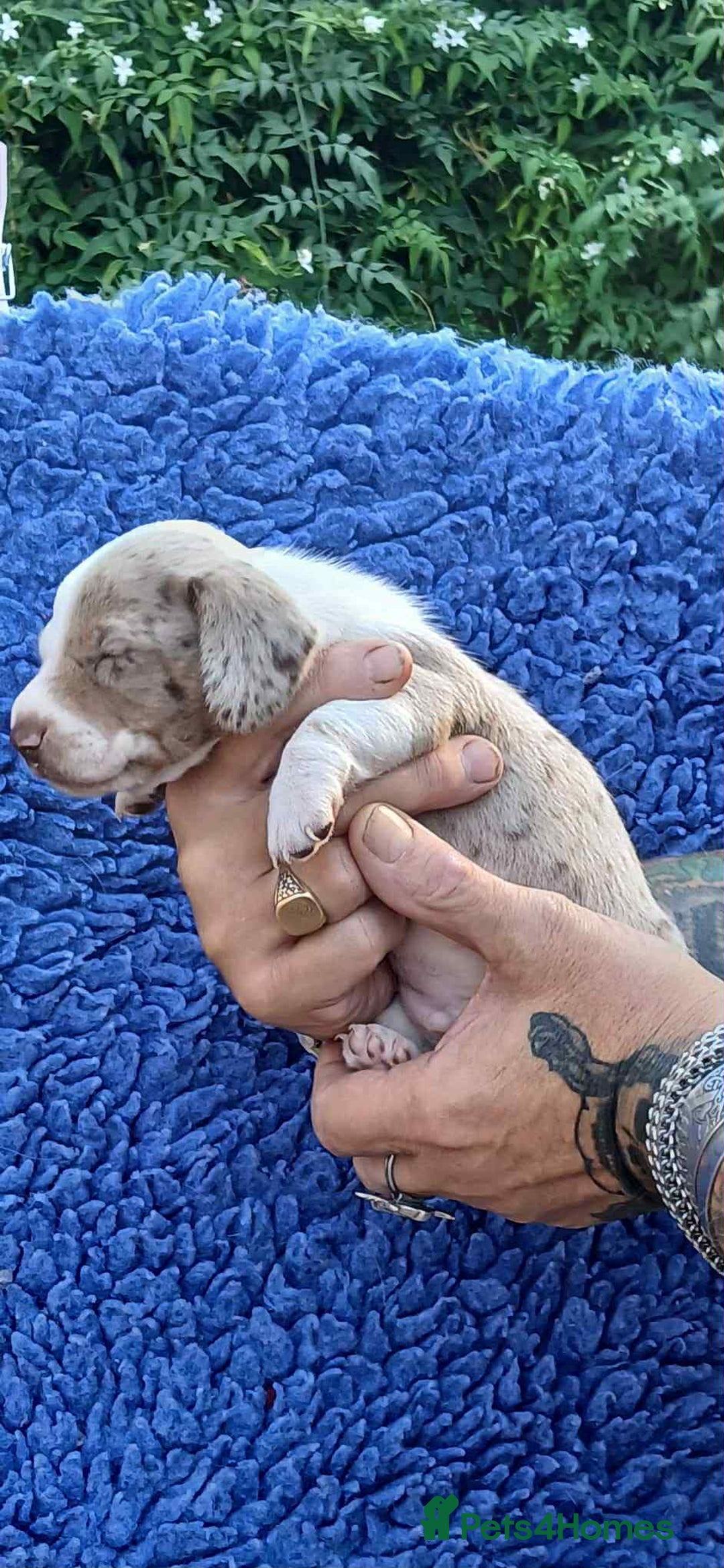 Dachshund dogs for sale: 3 Stunning boy puppies for sale - Image 6