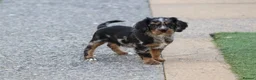 Cavapoo dogs for sale: COCKERLIERPOO puppies for sale - Advert 6
