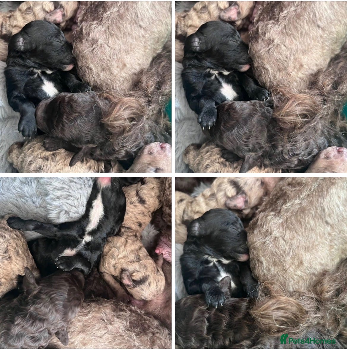 Miniature Poodle dogs 5 star Miniature poodle puppies  - Advert 1