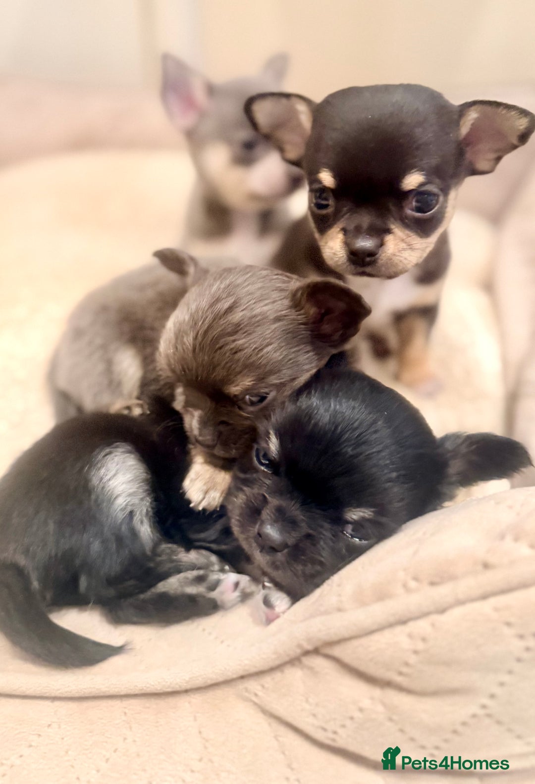 Chihuahua dogs for sale: Gorgeous Chihuahua Puppies  - Advert 3
