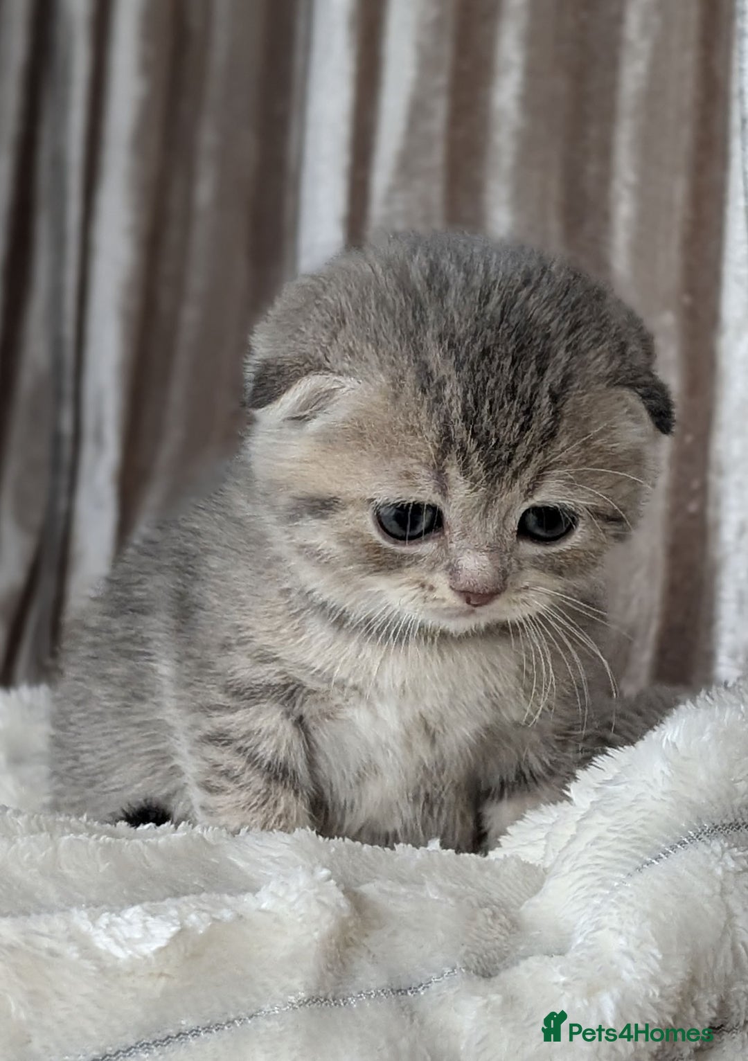 Scottish Fold cats for sale: 🐾TICA red ❣️SCOTTISH Fold•Straight - Advert 9