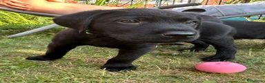 Green collar- male