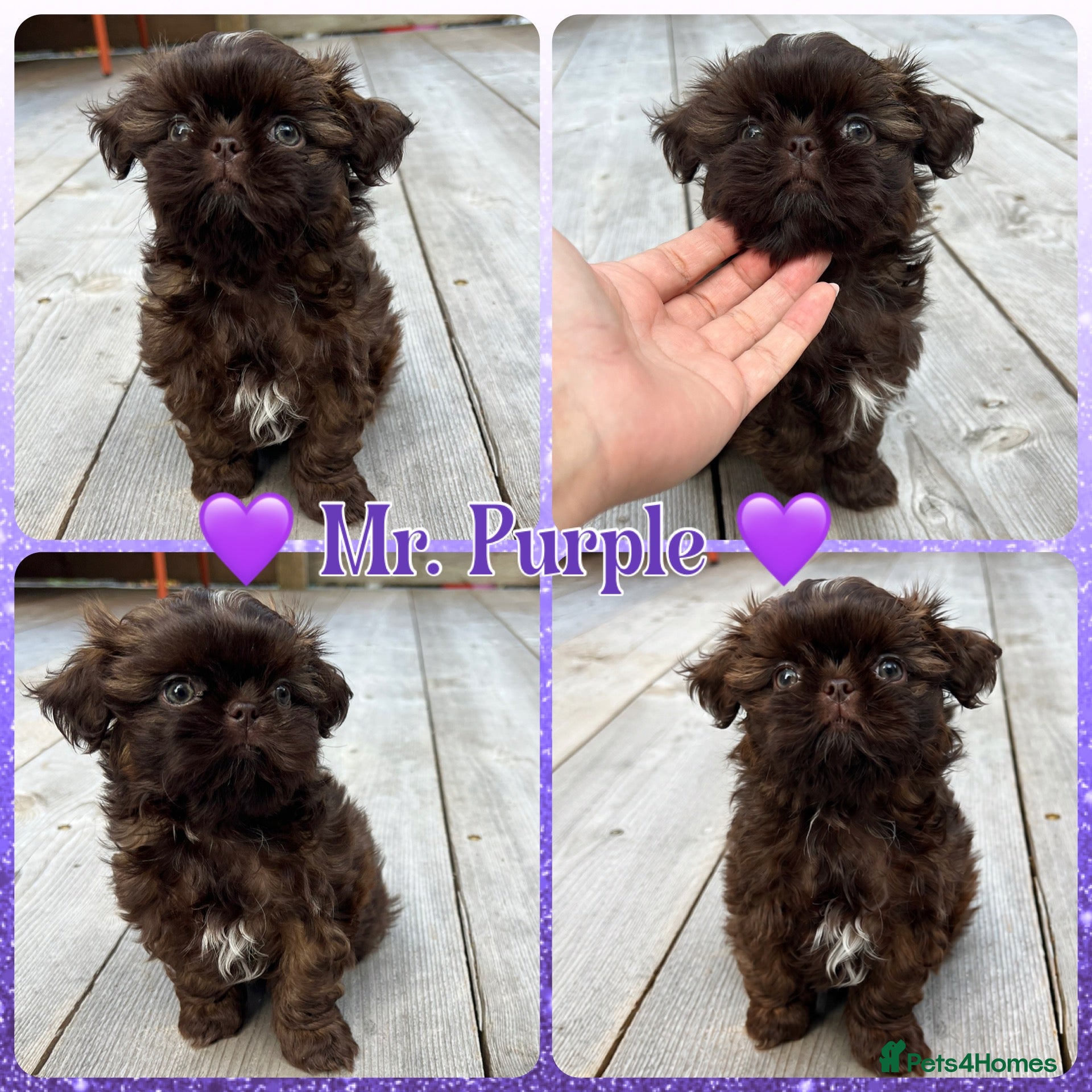 Shih Tzu dogs KC true chocolate imperial Shihtzu puppies  - Advert 23