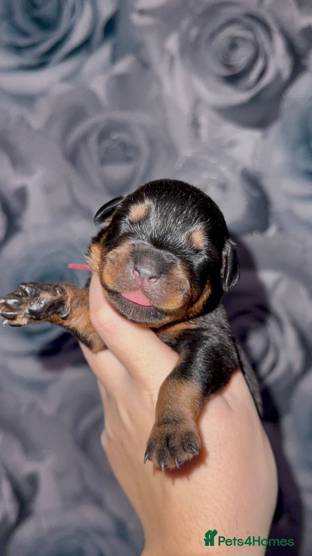 Rottweiler dogs for sale: Rottweiler puppies looking for a forever home - Image 5