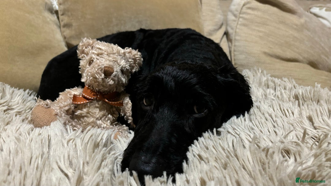 Cockapoo dogs for sale: Urgent Rehoming Cockerpoo- Adult only home - Advert 4