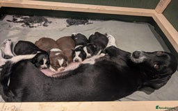Border Collie dogs for sale: Collie mix puppies looking for their families! - Image 1