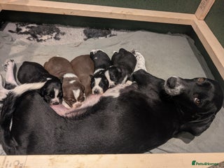 Border Collie dogs for sale - Advert 1