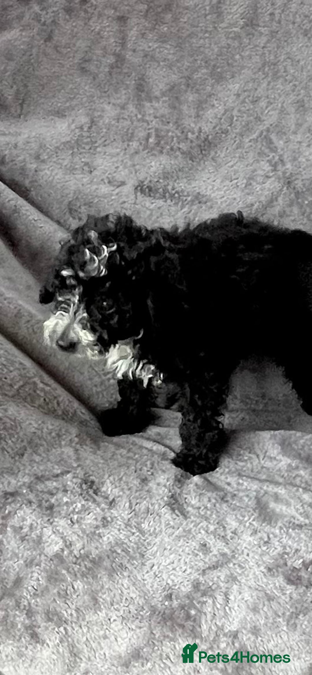 Cockapoo dogs for sale: Cockapoo F1B ready to leave  - Image 7