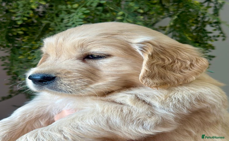 Golden Retriever dogs - Advert 6