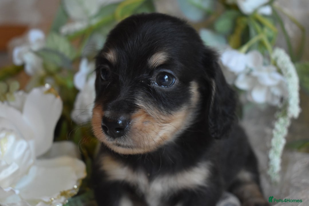Miniature Dachshund dogs for sale: KC Long Coat Miniature Dachshund Puppies - Image 5