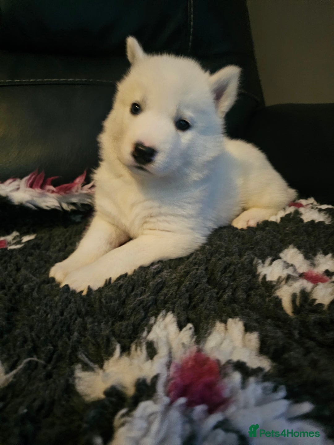 Siberian Husky dogs for sale: 5 beautiful siberian husky fur babies - Advert 13