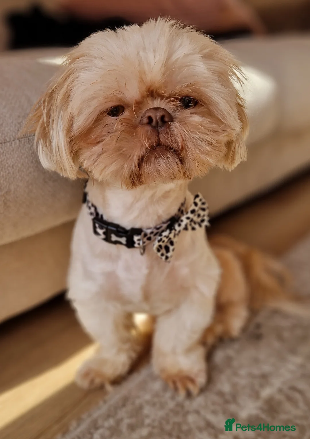 Shih Tzu dogs for stud: LAVENDER PRODUCING Liver Imperial shihtzu in Cardiff - Advert 4