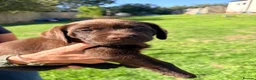 Labrador Retriever dogs for sale: Chocolate Labrador Bitch Puppies in Evesham - Advert 5