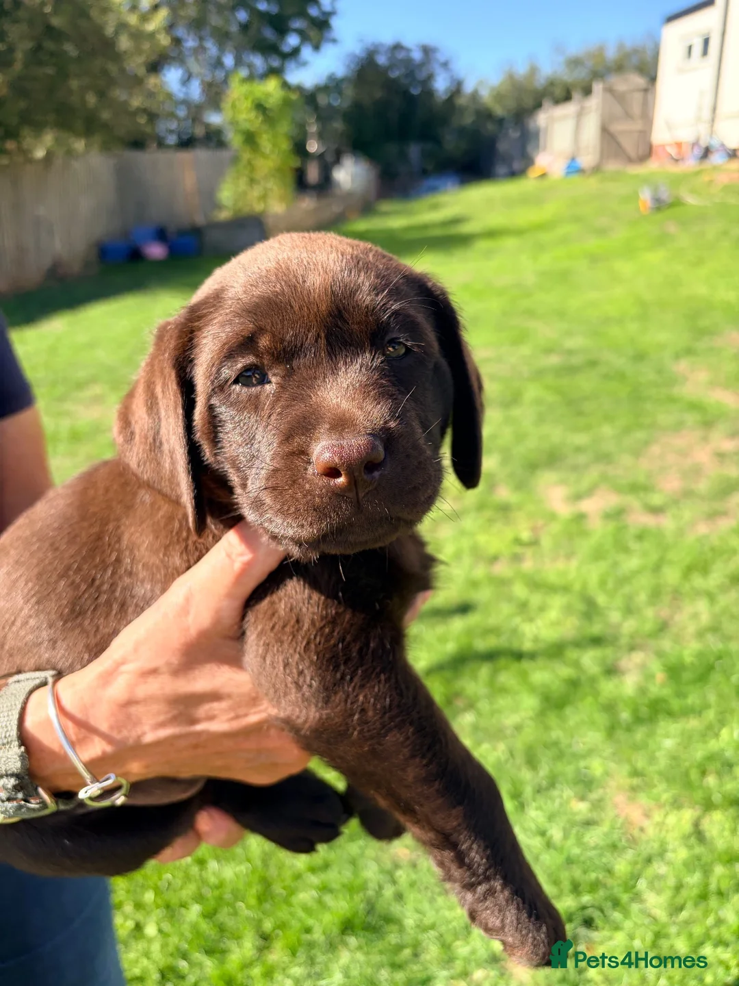 Labrador Retriever dogs for sale: Chocolate Labrador Bitch Puppies in Evesham - Advert 5