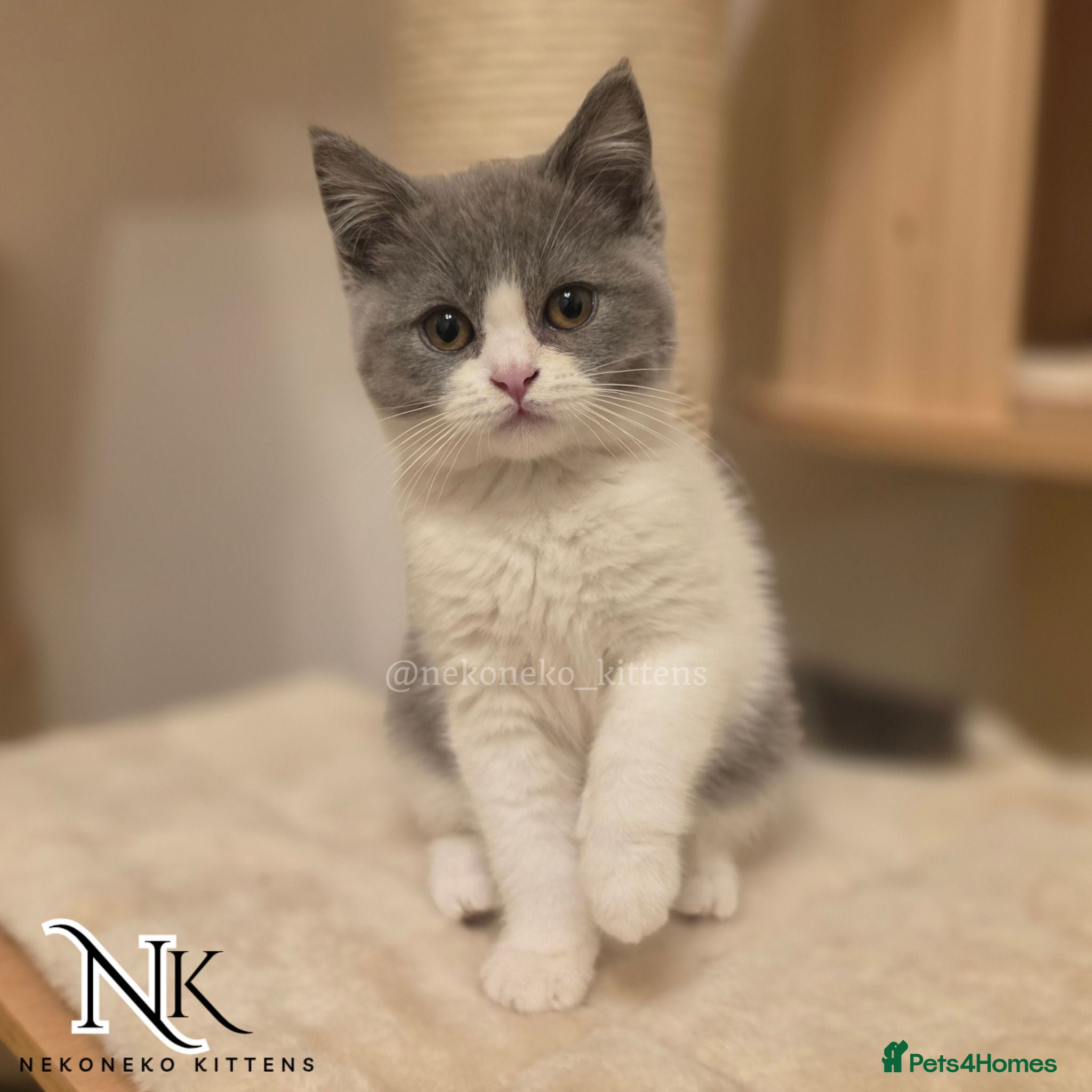 British Shorthair cats STUNNING GCCF REG TEDDY BEARS🧸 ‼️ - Advert 2