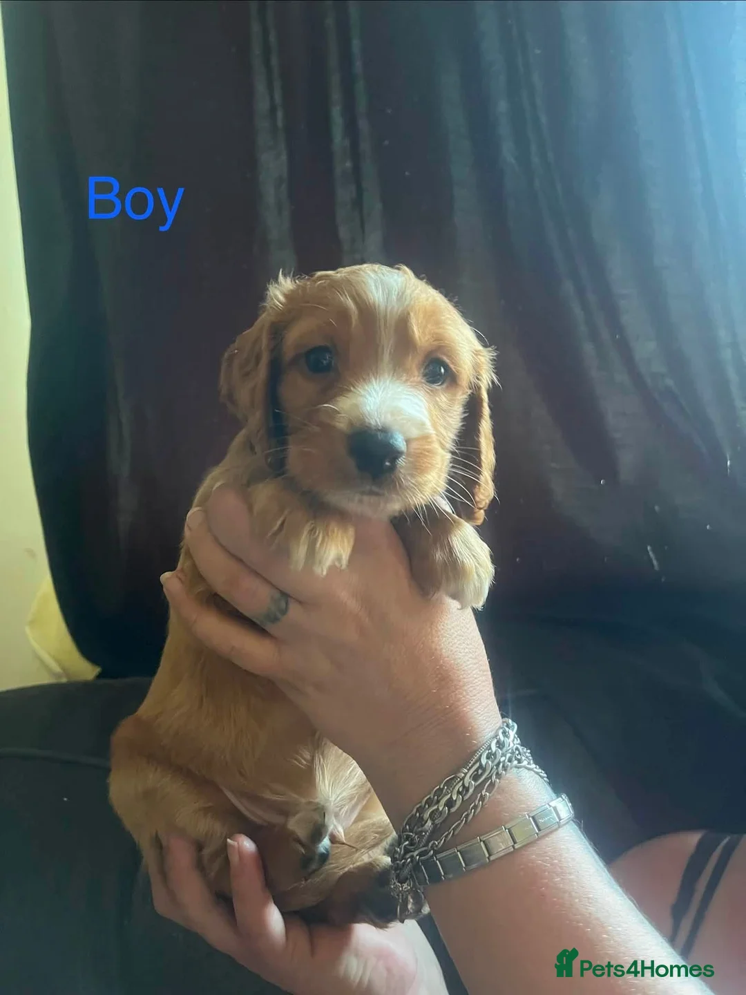 Cockapoo dogs for sale: Cockerpoo/Cocker Spaniel  in Leicester - Advert 5