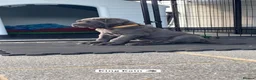 Cane Corso dogs for stud: Blue Cane Corso 75kg / Proven Stud - Advert 19