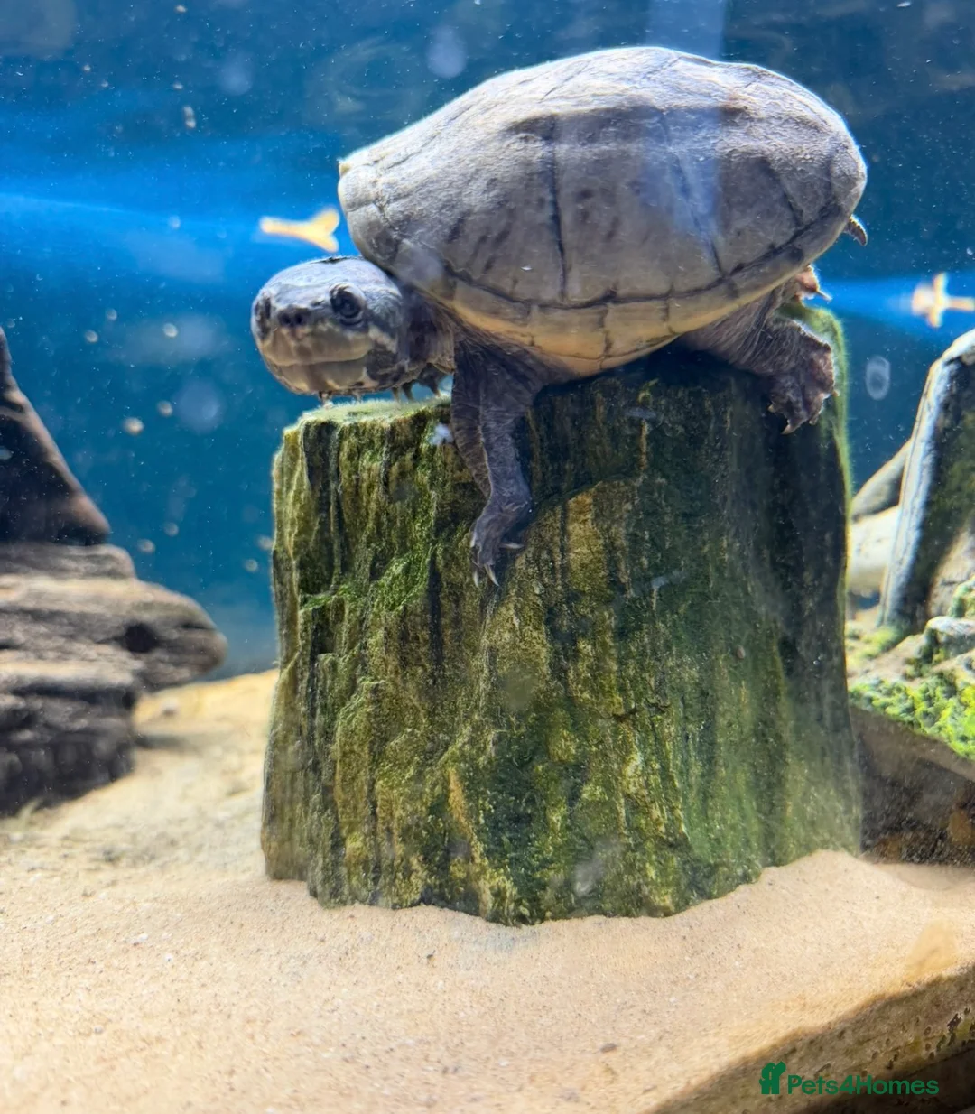 Turtle reptiles for sale: Musk turtle  - Advert 4
