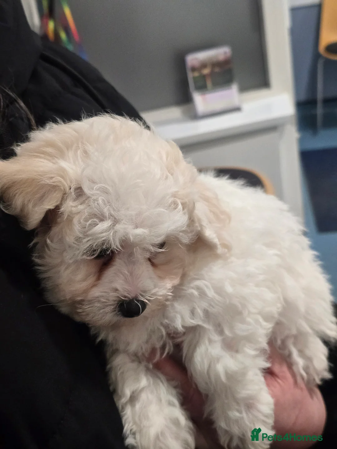 Bichon Frise dogs for sale: Bichon frise - Advert 10